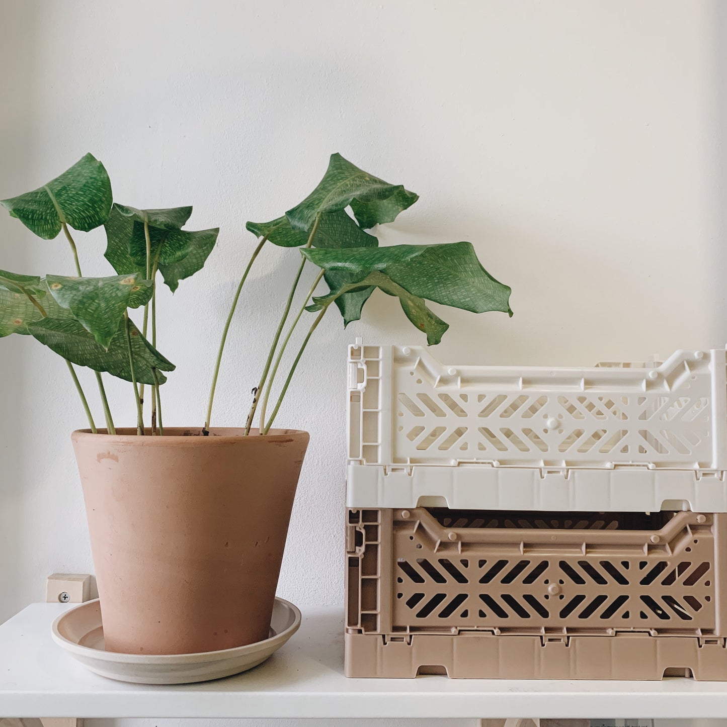 Aykasa Folding Minibox Crate